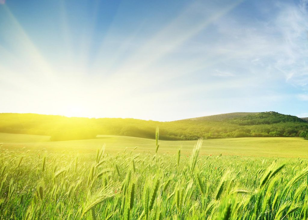 Meadow of wheat. Nature composition.