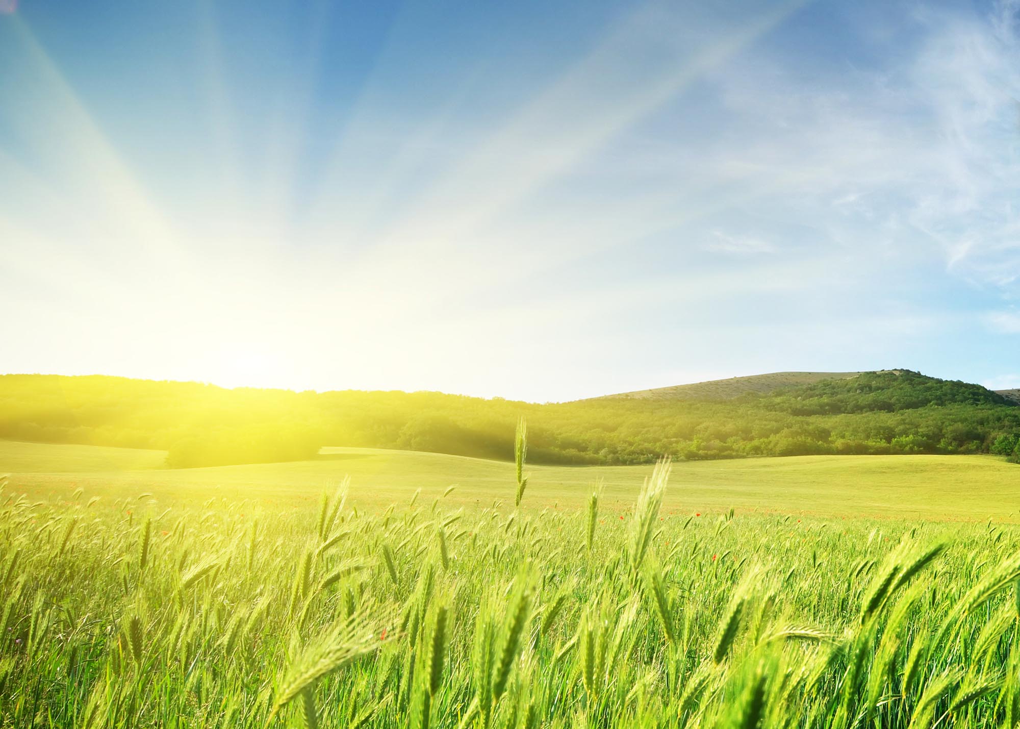 Meadow of wheat. Nature composition.